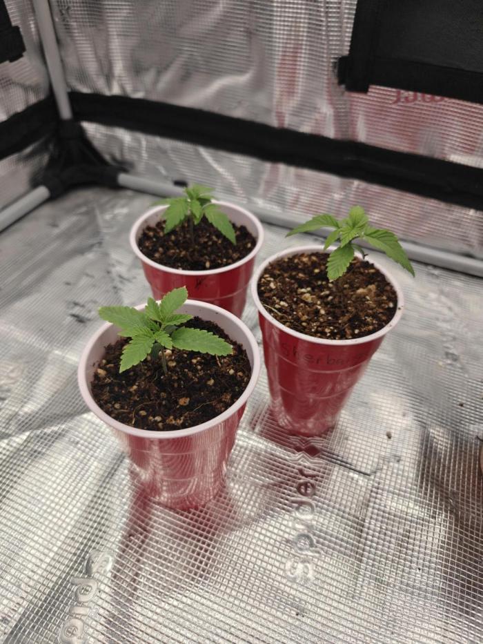 Outdoor Grow Summer 2026. Week 1 - Getting them all started under indoor grow light.