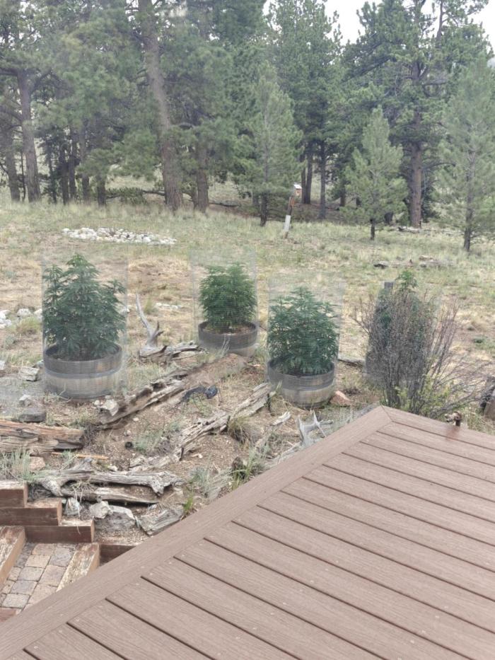 Outdoor Grow Summer 2026. Week 9