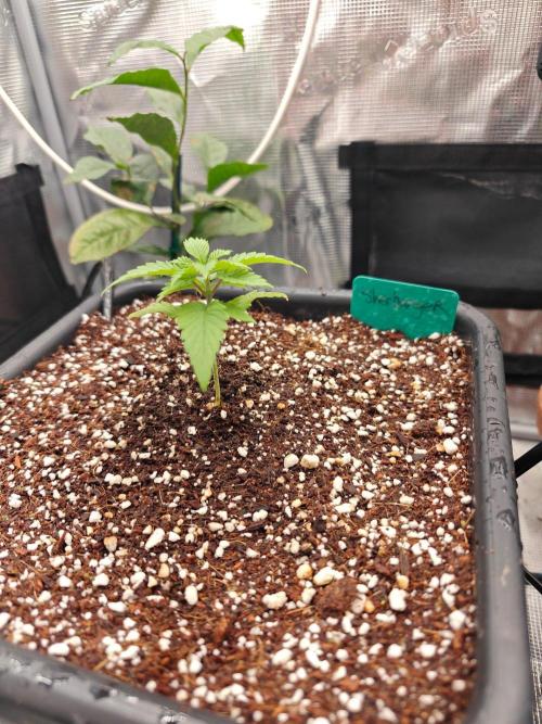 Outdoor Grow Summer 2026. Week 2