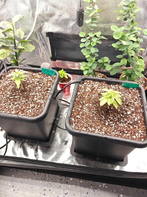 Outdoor Grow Summer 2026. Week 2