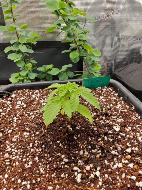 Outdoor Grow Summer 2026. Week 2