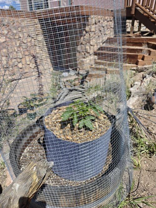 Outdoor Grow Summer 2026. Week 4