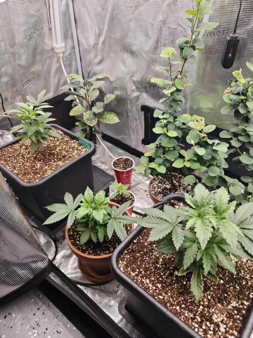 Outdoor Grow Summer 2026. Week 4