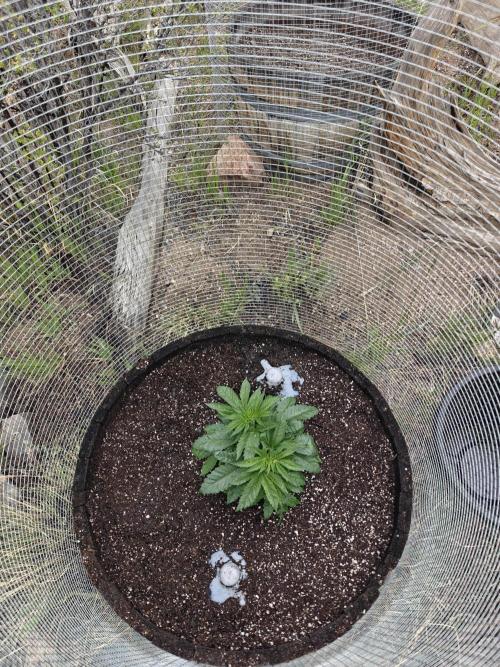 Outdoor Grow Summer 2026. Week 4