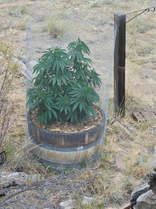 Outdoor Grow Summer 2026. Week 7 - Sherbanger