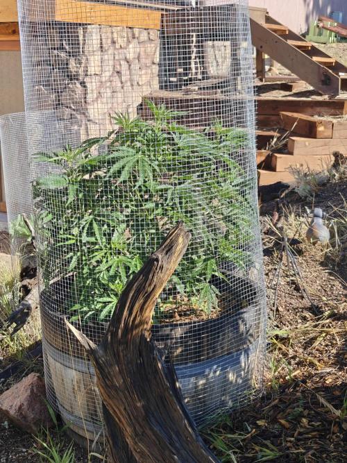Outdoor Grow Summer 2026. Week 7 - Sour Diesel