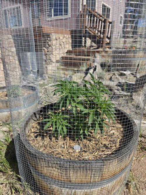 Outdoor Grow Summer 2026. Week 7 - GSC