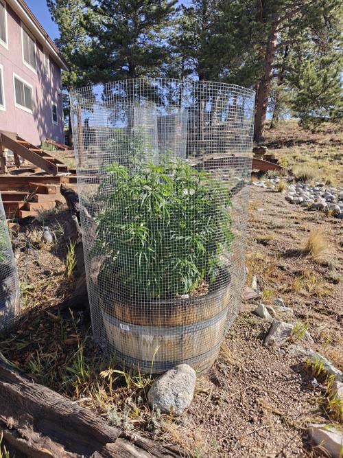 Outdoor Grow Summer 2026. Week 7 - Afghani