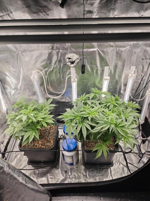 Outdoor Grow Summer 2026. Week 7 - Sherbanger & Dulce De Uva about to be flipped into flower.