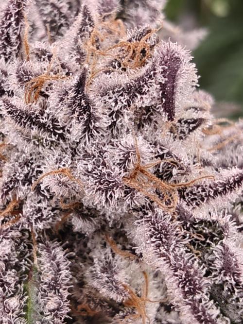 Outdoor Grow Summer 2026. Week 18