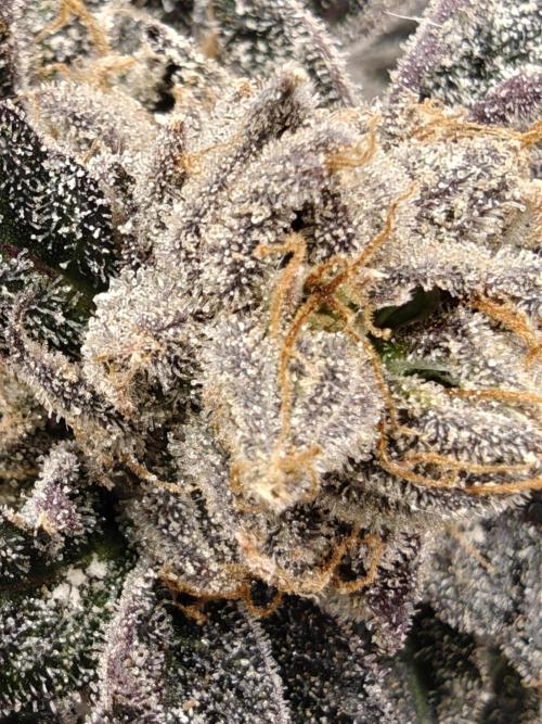 Outdoor Grow Summer 2026. Week 18