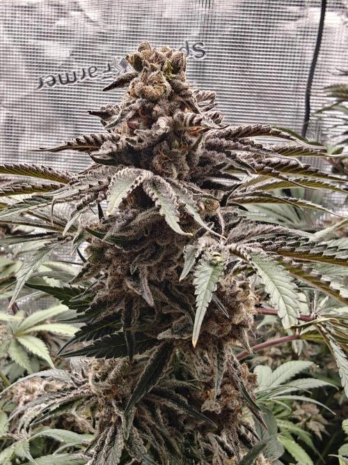 Outdoor Grow Summer 2026. Week 18