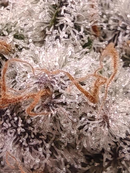 Outdoor Grow Summer 2026. Week 18