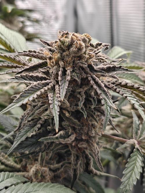 Outdoor Grow Summer 2026. Week 18