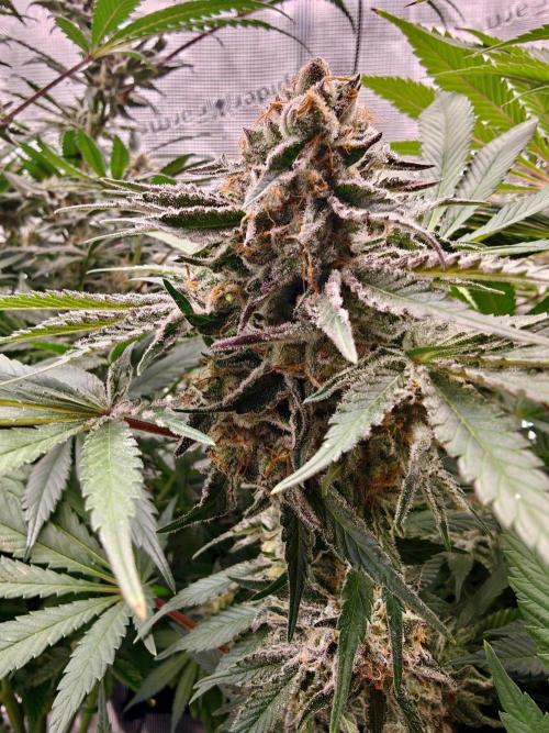Outdoor Grow Summer 2026. Week 18