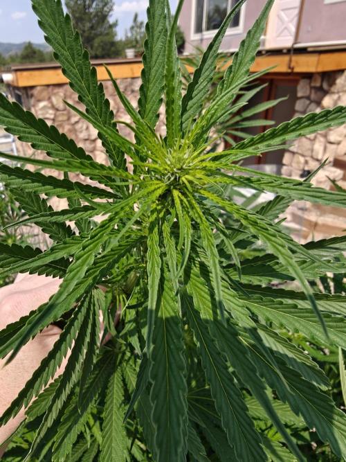 Outdoor Grow Summer 2026. Week 10
