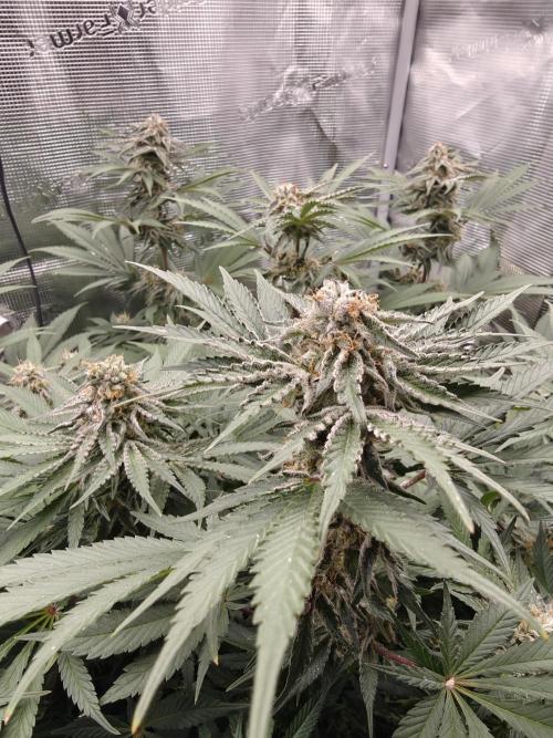 Outdoor Grow Summer 2026. Week 10
