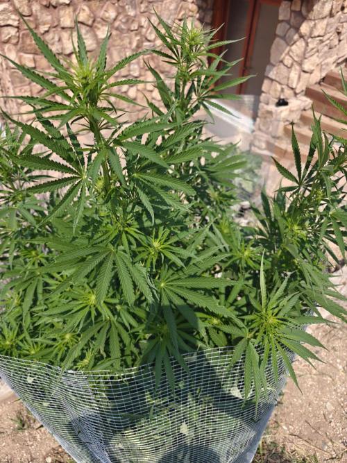 Outdoor Grow Summer 2026. Week 10