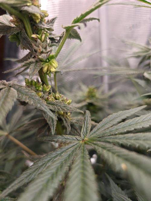 Outdoor Grow Summer 2026. Week 10