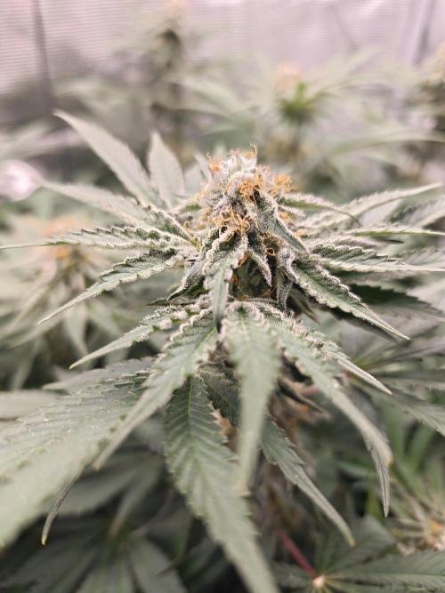 Outdoor Grow Summer 2026. Week 10