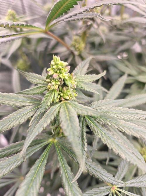 Outdoor Grow Summer 2026. Week 10
