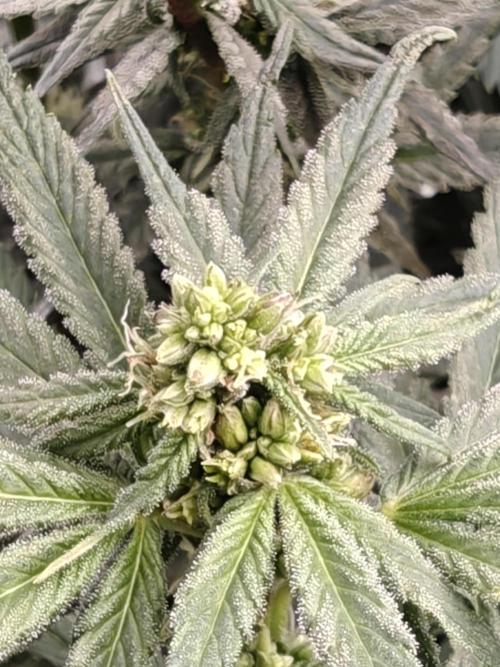 Outdoor Grow Summer 2026. Week 10