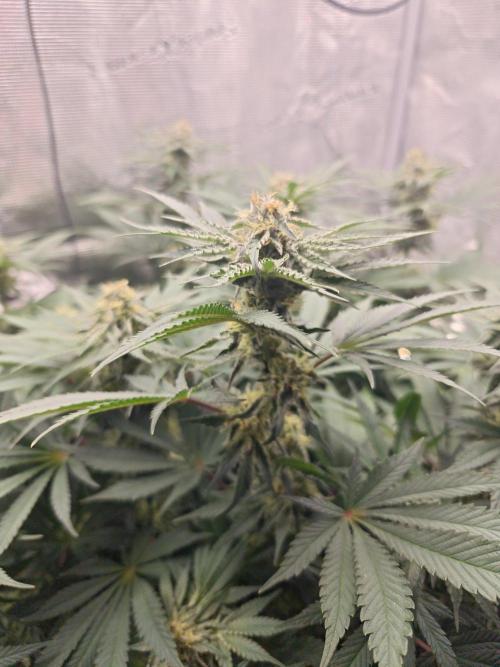 Outdoor Grow Summer 2026. Week 10
