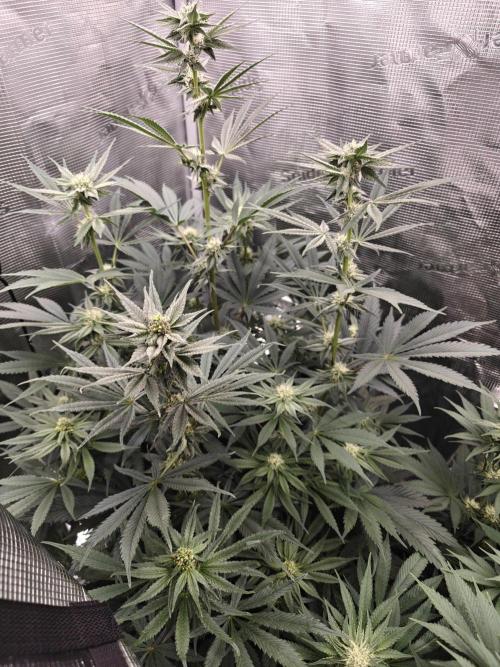 Outdoor Grow Summer 2026. Week 10
