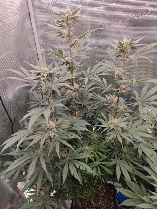 Outdoor Grow Summer 2026. Week 10