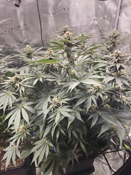 Outdoor Grow Summer 2026. Week 10
