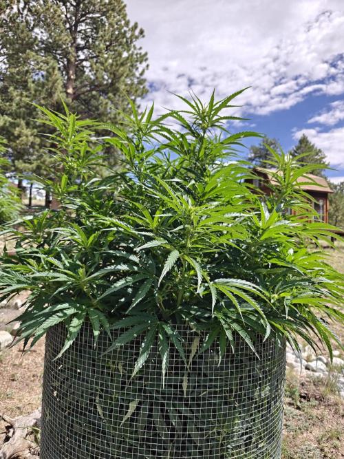 Outdoor Grow Summer 2026. Week 20