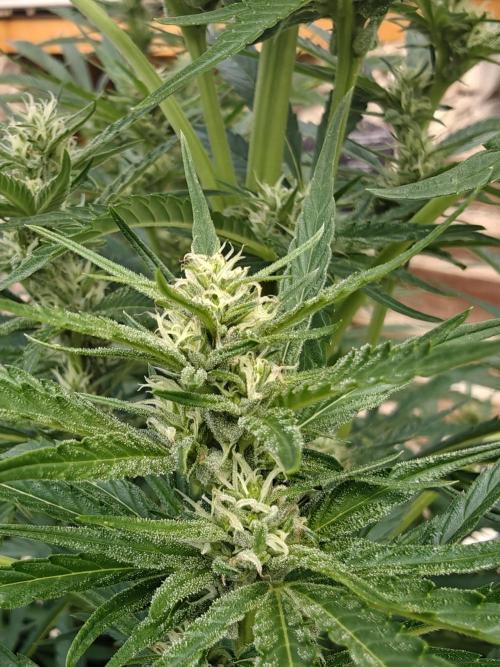 Outdoor Grow Summer 2026. Week 20