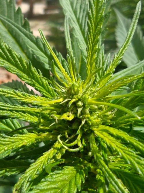 Outdoor Grow Summer 2026. Week 20