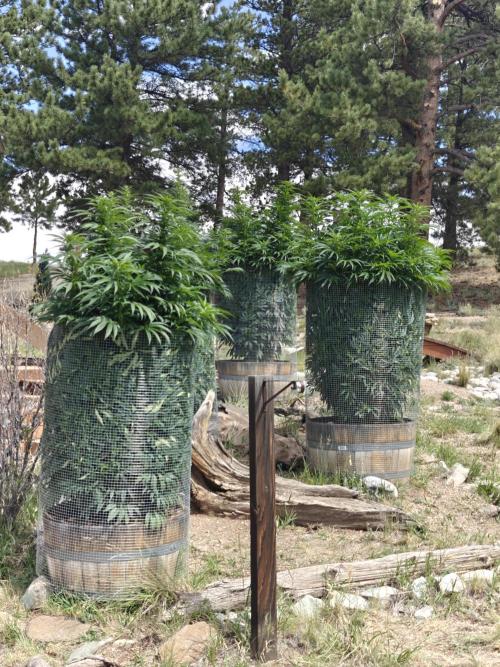Outdoor Grow Summer 2026. Week 20