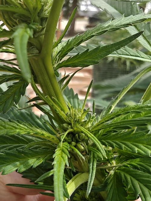 Outdoor Grow Summer 2026. Week 20