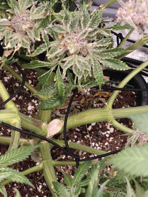 Outdoor Grow Summer 2026. Week 20