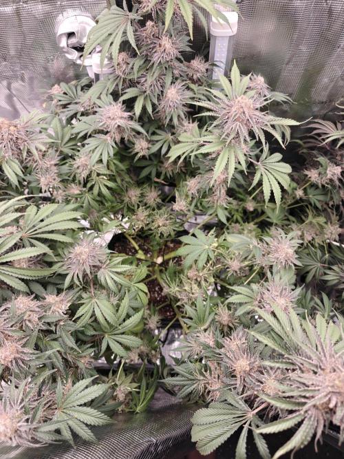 Outdoor Grow Summer 2026. Week 20