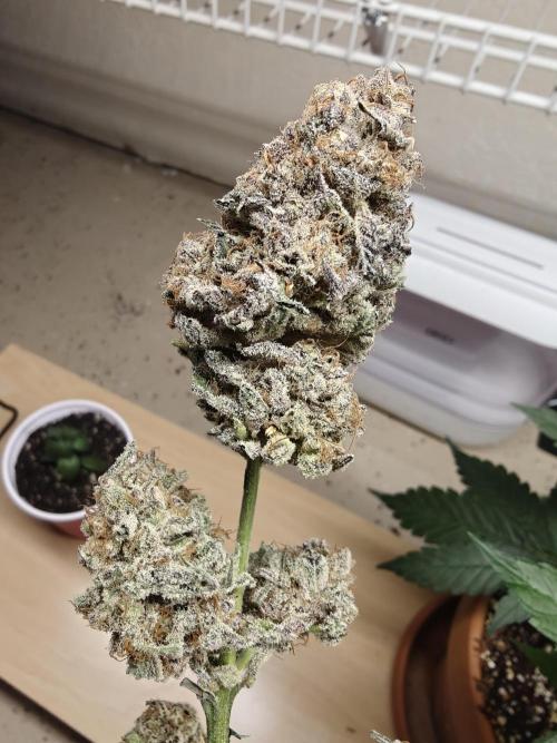 Outdoor Grow Summer 2026. Week 22