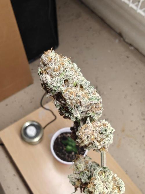 Outdoor Grow Summer 2026. Week 22
