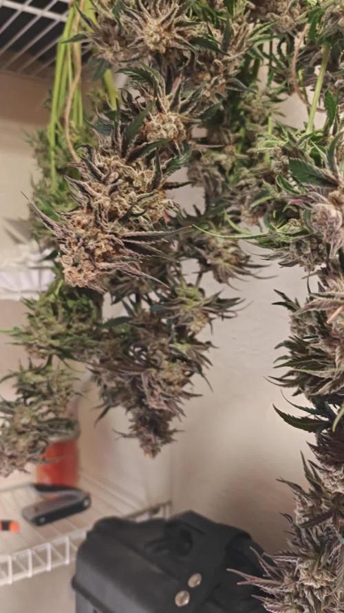 Outdoor Grow Summer 2026