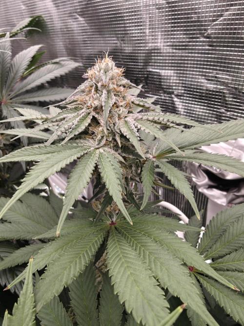Outdoor Grow Summer 2026. Week 15
