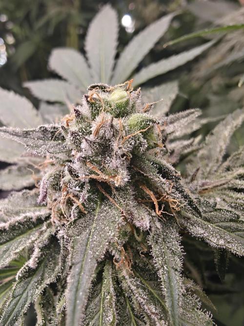 Outdoor Grow Summer 2026. Week 15