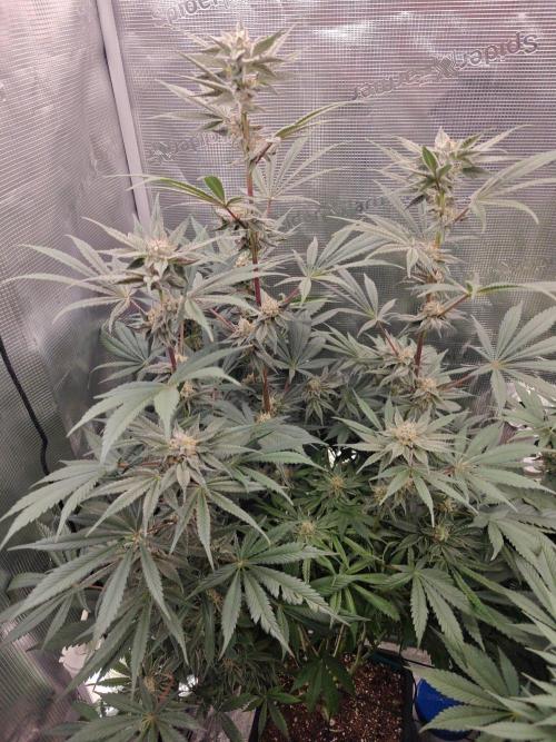 Outdoor Grow Summer 2026. Week 15