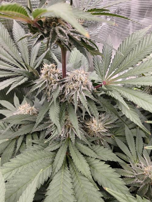 Outdoor Grow Summer 2026. Week 15
