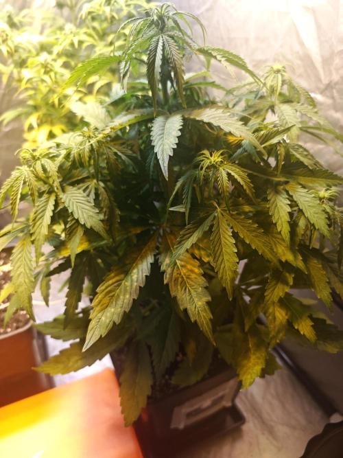 CultiBox Light Plus 100x100x200. Week 1