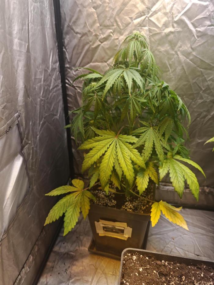 tangie. Week 0