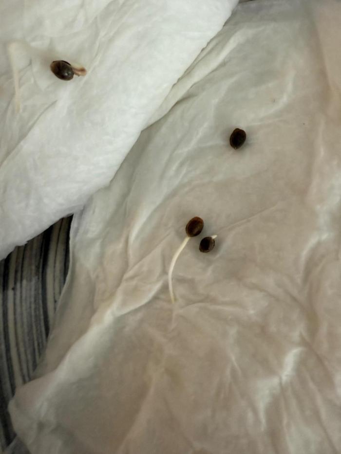 First grow - lemon cherry cookies. Week 0