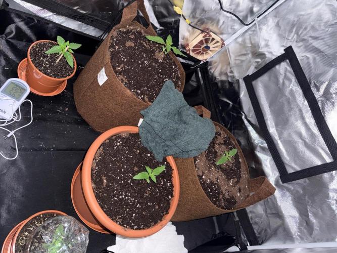 First grow - lemon cherry cookies. Week 2
