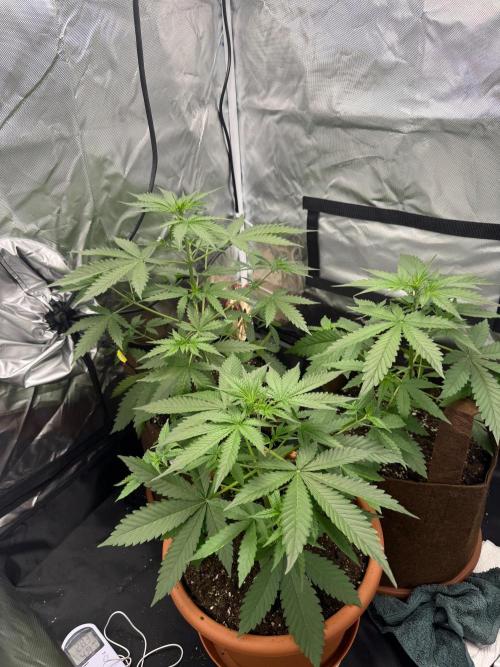 First grow - lemon cherry cookies. Week 4