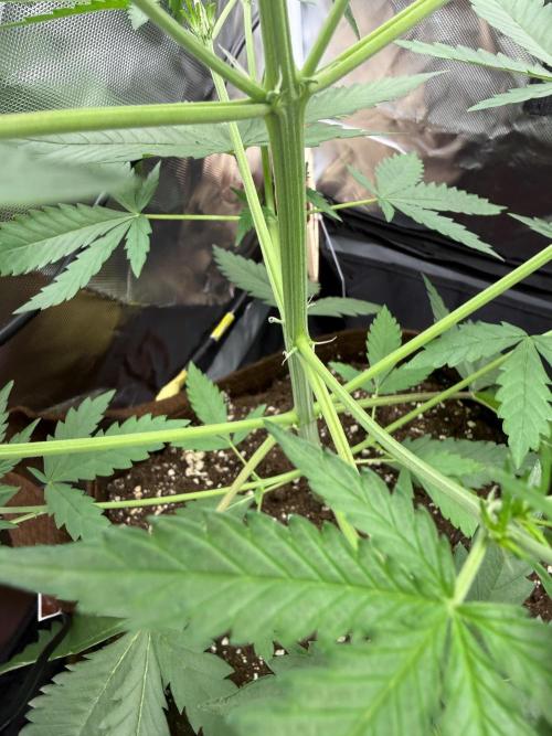 First grow - lemon cherry cookies. Week 4